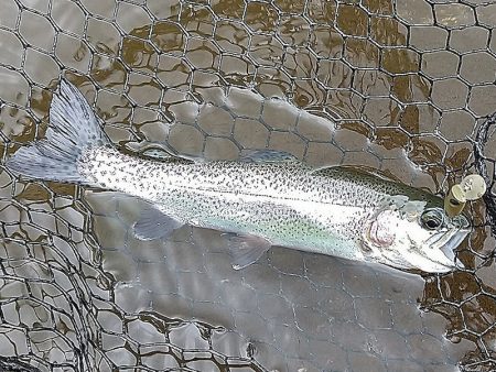 平谷湖フィッシングスポット 釣果