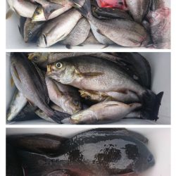 しば渡船 釣果