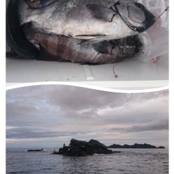 しば渡船 釣果