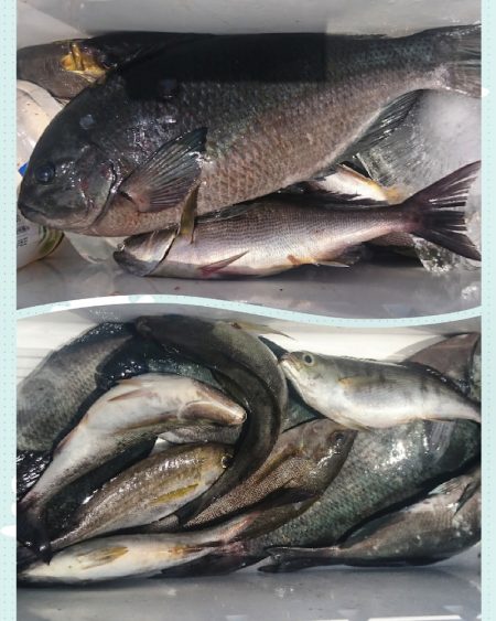 しば渡船 釣果