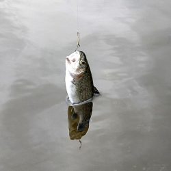 平谷湖フィッシングスポット 釣果