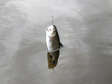 平谷湖フィッシングスポット 釣果