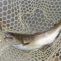 平谷湖フィッシングスポット 釣果