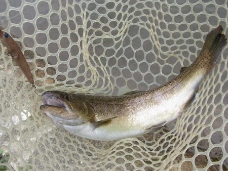 平谷湖フィッシングスポット 釣果