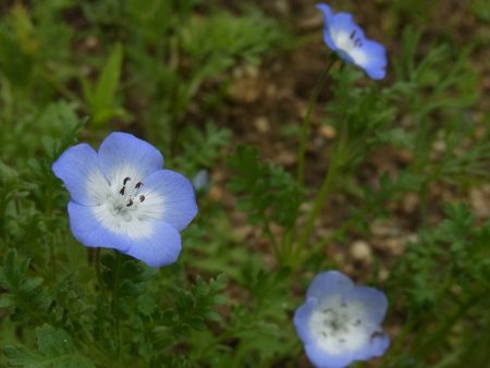 平谷湖フィッシングスポット 釣果