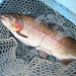 平谷湖フィッシングスポット 釣果