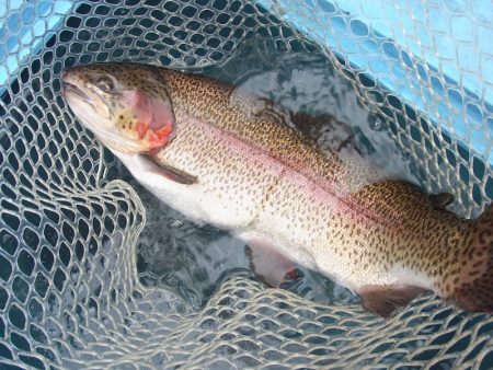 平谷湖フィッシングスポット 釣果