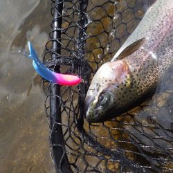 平谷湖フィッシングスポット 釣果