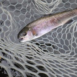 平谷湖フィッシングスポット 釣果