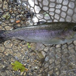 平谷湖フィッシングスポット 釣果