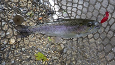 平谷湖フィッシングスポット 釣果