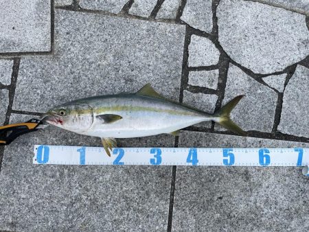 ショアジギング