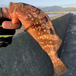 日本海夏アコウ開幕