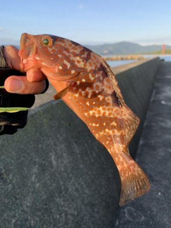 日本海夏アコウ開幕