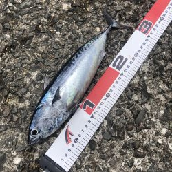 2年ぶりのカツオ