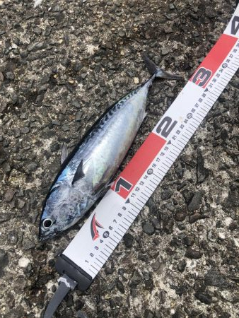 2年ぶりのカツオ