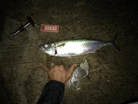 大サバようやくキャッチ