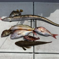 一つテンヤの珍客