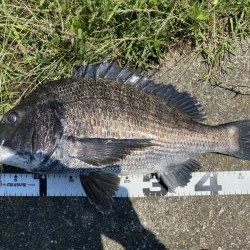 イチノ兄弟、釣果！