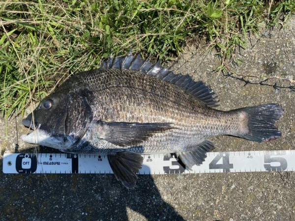 イチノ兄弟、釣果！