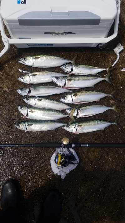 神戸空港　大サバ乱獲