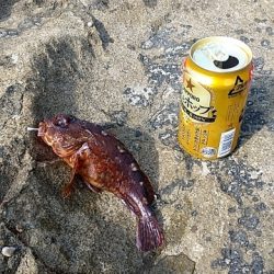 夜遅くからイサキの群れ