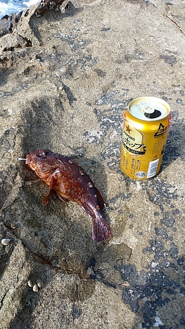 夜遅くからイサキの群れ