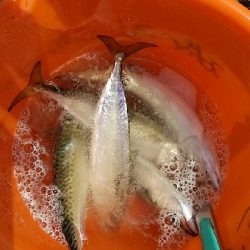 サバ大漁