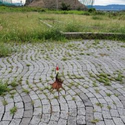 ポツポツ釣れます