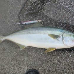 ヒラマサ(ブリヒラ?)