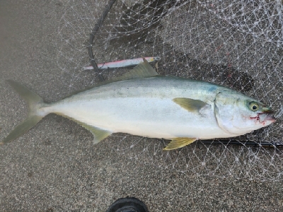 ヒラマサ(ブリヒラ？)