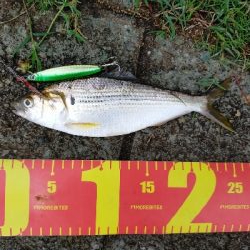 コノシロの大群