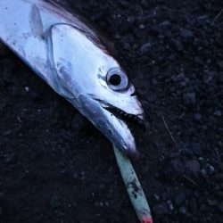 タチウオの時合い