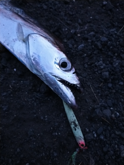 タチウオの時合い