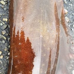 エギング　春イカは終了かな。