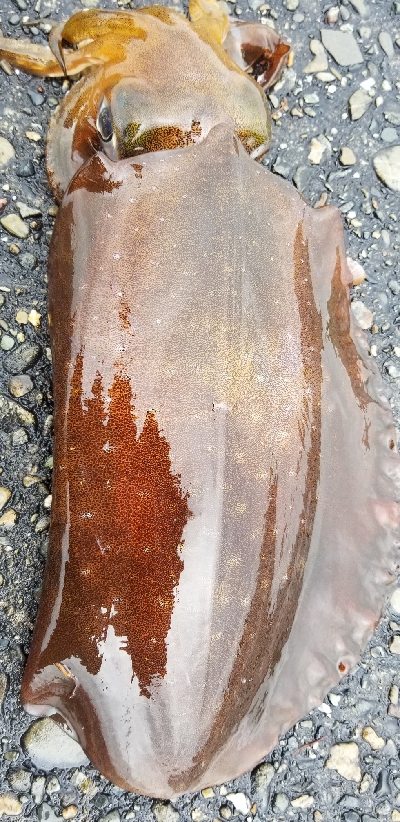 エギング　春イカは終了かな。