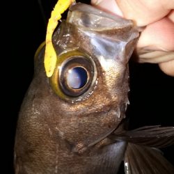 梅雨本番、梅雨メバルを求めて