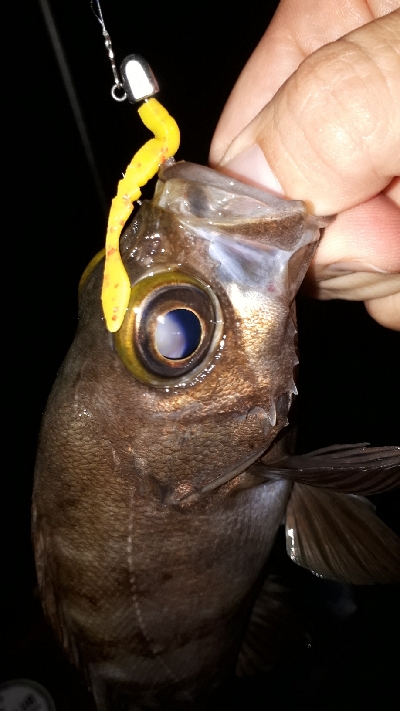 梅雨本番、梅雨メバルを求めて