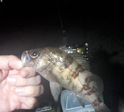 ライトゲーム三人衆