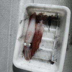 ゲリラ豪雨のなかのイカメタル