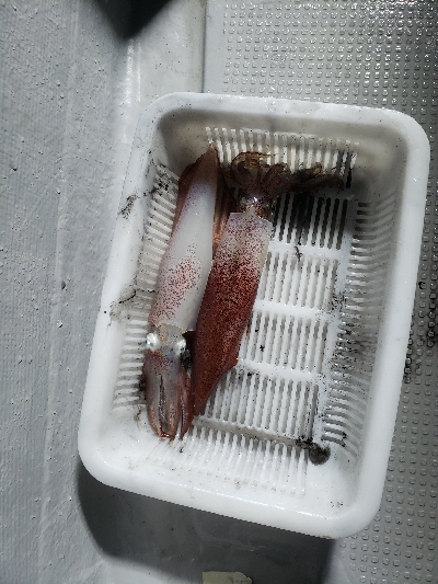 ゲリラ豪雨のなかのイカメタル