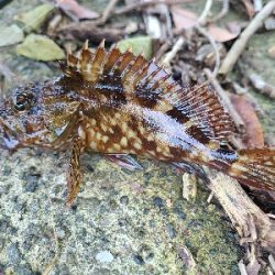 ロックフィッシュ