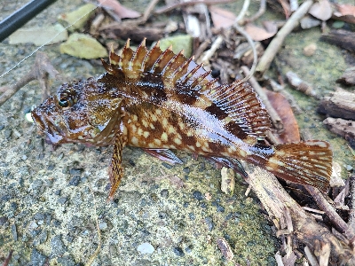 ロックフィッシュ