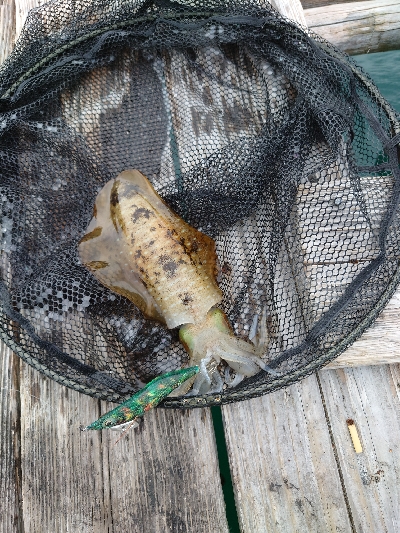 イカダエギング