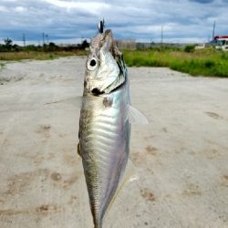 仕事終わりにアジング★