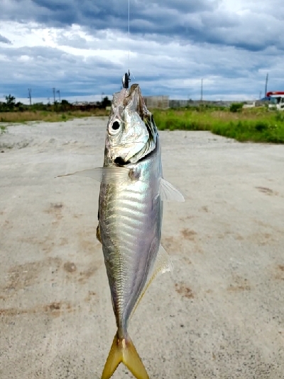 仕事終わりにアジング★