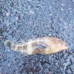 まだちょっとはやい？