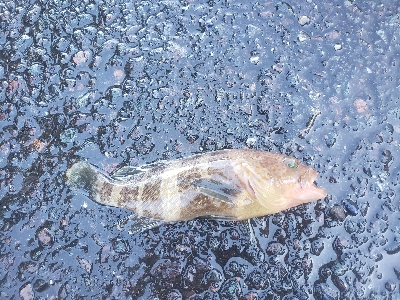 まだちょっとはやい？