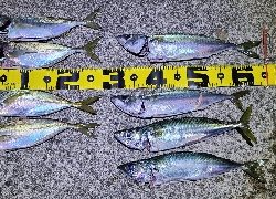 アジング、サバング