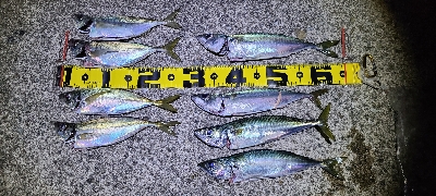 アジング、サバング